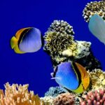 fish thailand