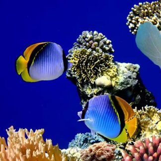fish thailand